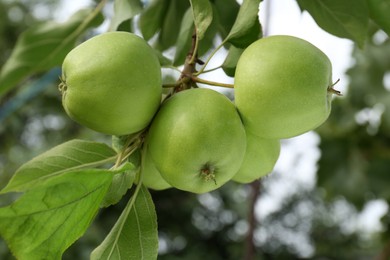 Photo of Green apples and leaves on tree branch in garden, closeup