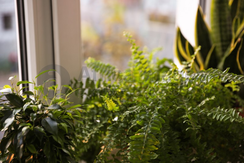 Photo of Beautiful potted plants near window at home, closeup