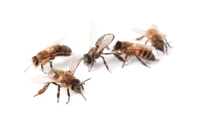 Beautiful honeybees on white background. Domesticated insects