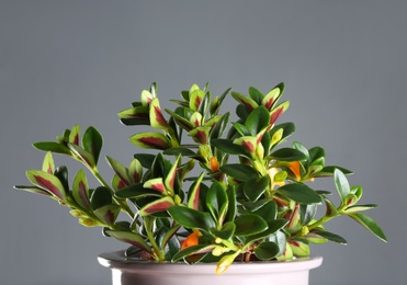 Photo of Beautiful potted Goldfish plant on grey background