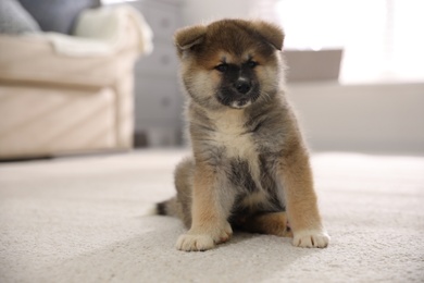 Adorable Akita Inu puppy on carpet indoors