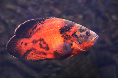 Bright oscar fish swimming in clear aquarium, closeup