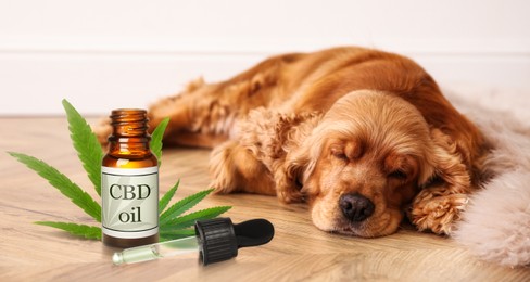 Bottle of CBD oil and cute dog sleeping on floor indoors 