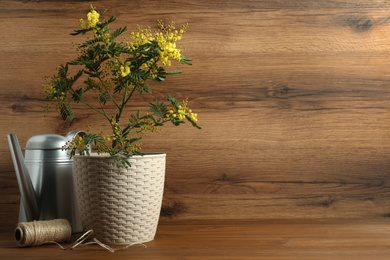 Composition with beautiful mimosa plant in pot on wooden background, space for text