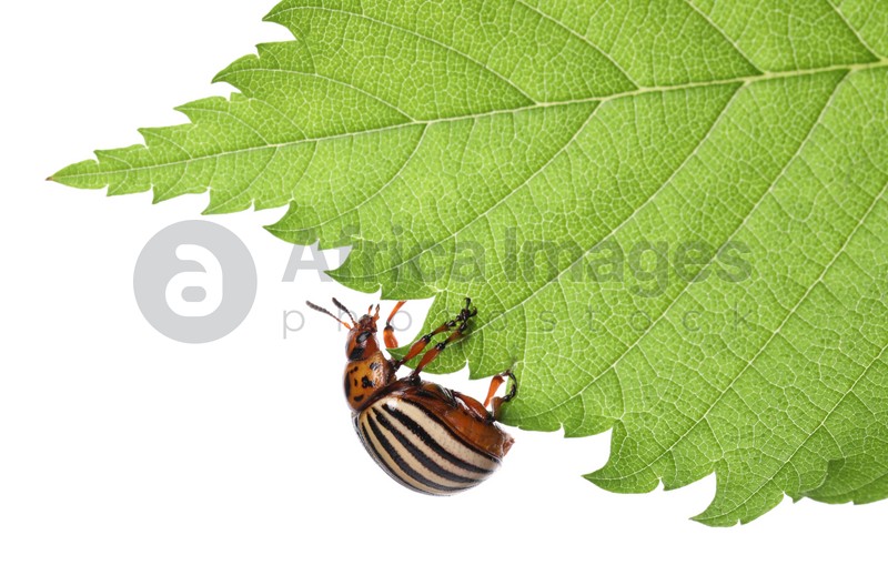 Photo of Colorado potato beetle on green leaf against white background