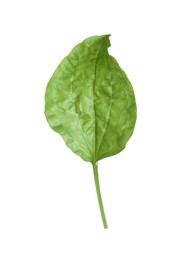 Fresh green broadleaf plantain leaf isolated on white