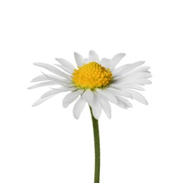 Beautiful tender daisy flower isolated on white