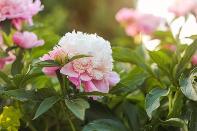 Blooming peony plant with beautiful pink flower outdoors, closeup