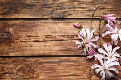 Magnolia tree branches with beautiful flowers on wooden table, flat lay. Space for text