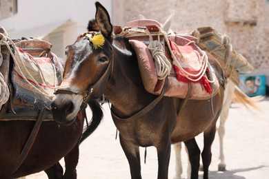 Photo of Cute donkeys with tack and pretty accessories on city street