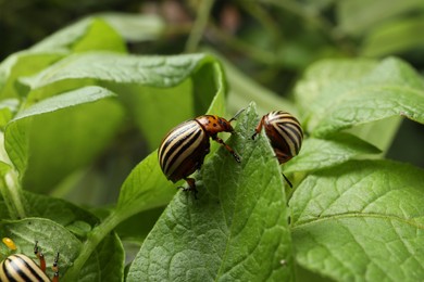 Photo of Colorado potato beetles on green plant outdoors, closeup