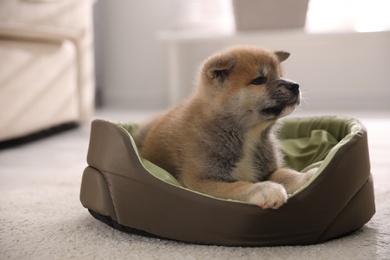 Adorable Akita Inu puppy in dog bed indoors