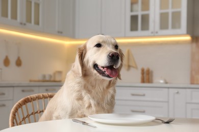 Cute hungry dog waiting for food at table with empty plate in kitchen