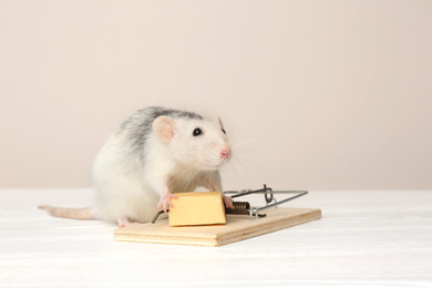 Rat and mousetrap with cheese on table against beige background. Pest control
