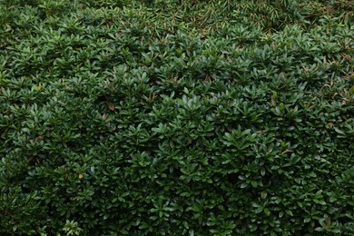 Photo of Beautiful green boxwood shrub as background, closeup. Gardening and landscaping