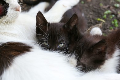 Photo of Cute fluffy cats resting at backyard outdoors, closeup