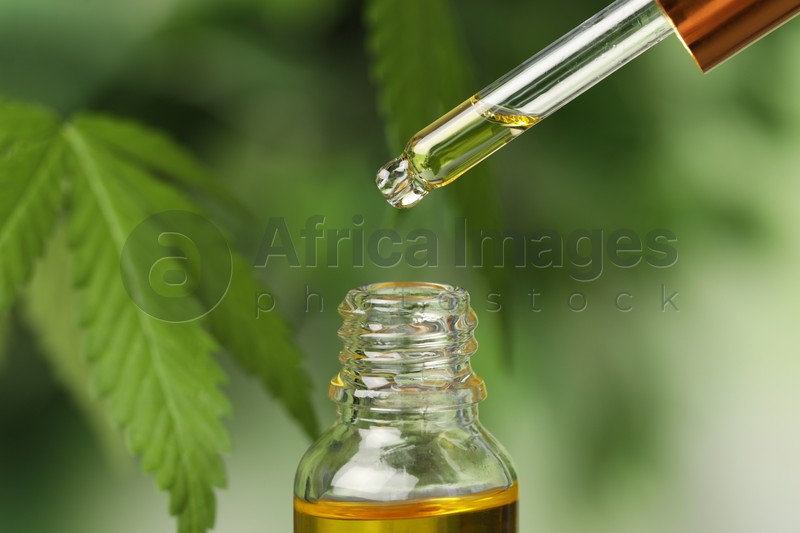 Dripping CBD oil from pipette against blurred green background, closeup