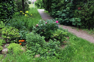 Different plants near paved path in beautiful park. Gardening and landscaping
