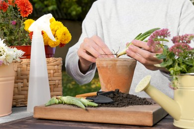 Photo of Woman transplanting aloe seedling into pot in garden, closeup