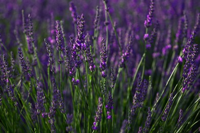Photo of Beautiful blooming lavender plants growing in field, closeup