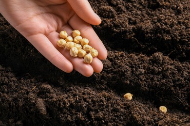Photo of Woman planting chickpea seeds into fertile soil, closeup. Vegetable growing