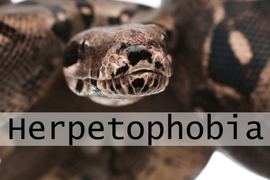 Closeup view of brown boa constrictor. Herpetophobia concept