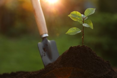 Photo of Beautiful seedling growing in fresh soil outdoors, closeup. Planting tree