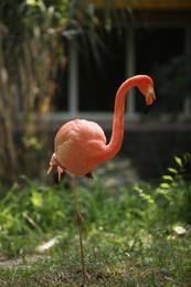 Photo of Beautiful Caribbean flamingo in zoo. Wading bird