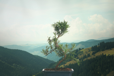 Japanese bonsai plant against mountain landscape. Zen and harmony