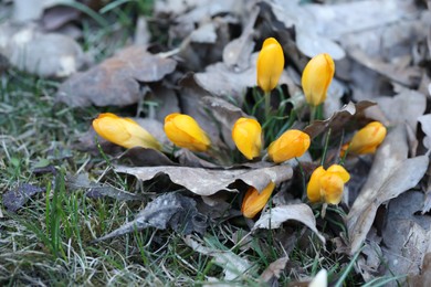 Photo of Beautiful yellow crocus flowers growing in grass outdoors