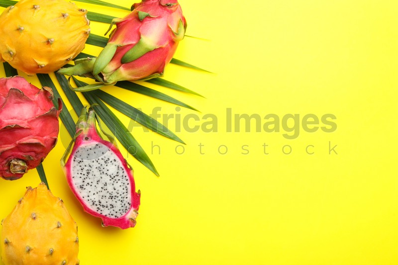 Photo of Different pitahaya fruits with palm leaf on yellow background, flat lay. Space for text
