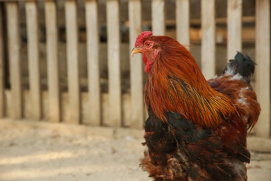 Photo of Big red rooster in yard, space for text. Farm animal