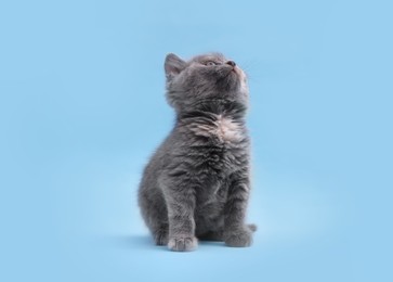 Cute little grey kitten sitting on light blue background