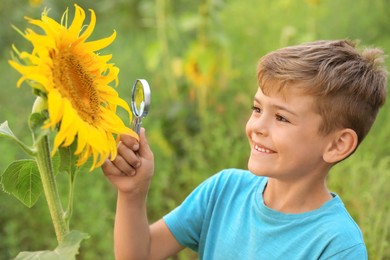 Cute little boy exploring honeybee on blooming sunflower in field. Child spending time in nature
