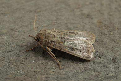 Paradrina clavipalpis moth on grey textured background
