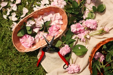 Photo of Tea roses, petals and pruner on green grass, flat lay