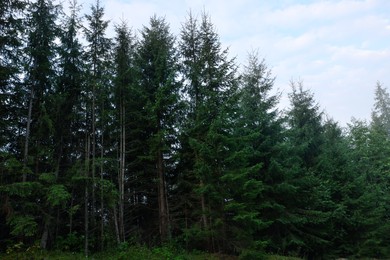 Beautiful green conifer trees growing in forest
