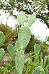 Beautiful green opuntia cactus growing outdoors. Exotic plant