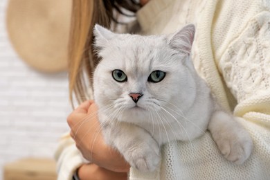 Photo of Adorable white British Shorthair cat with his owner indoors, closeup. Cute pet