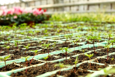 Photo of Cultivation trays with soil and fresh seedlings in greenhouse, closeup