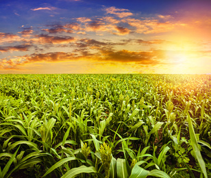 Corn field under beautiful sky with sun