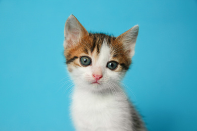 Cute little kitten on light blue background, closeup. Baby animal