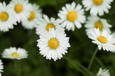 Beautiful tender daisy flowers growing outdoors, closeup