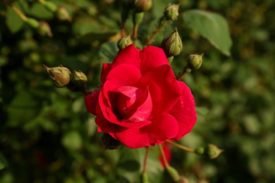 Beautiful red flower growing in garden on sunny day, top view