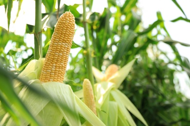 Ripe corn cobs in field on sunny day