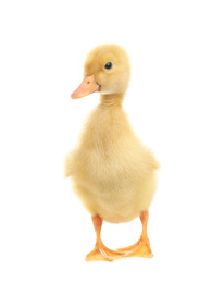 Photo of Cute fluffy baby duckling on white background