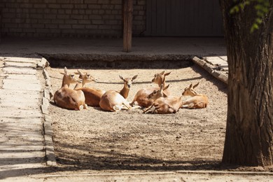 Photo of Cute antelopes lying on ground at zoo