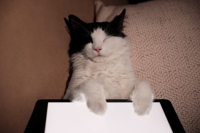Cute cat with tablet sleeping on couch at home