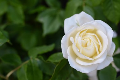 Photo of Beautiful white rose flower blooming outdoors, closeup. Space for text