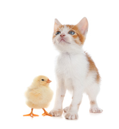 Fluffy baby chicken and cute kitten together on white background
